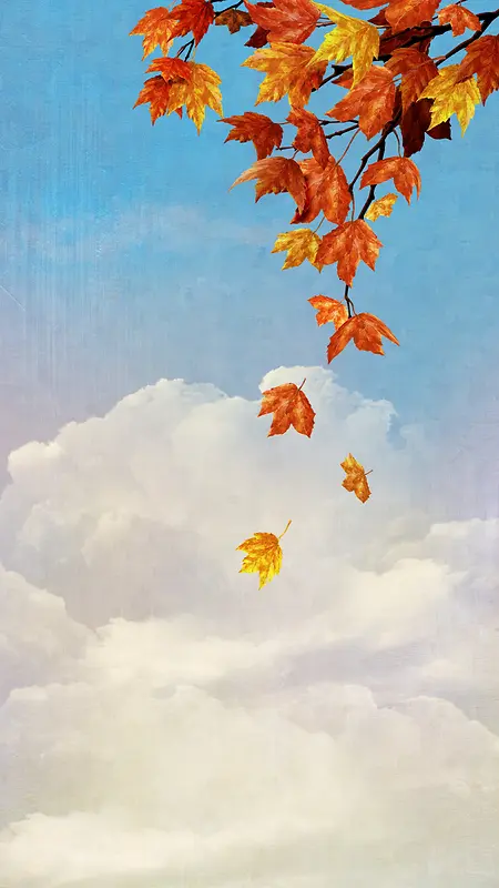 秋天树叶的景观