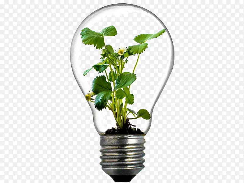 创意灯泡里生长植物