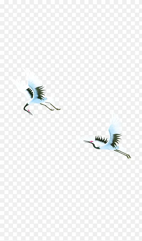 两只白鹤自由飞翔