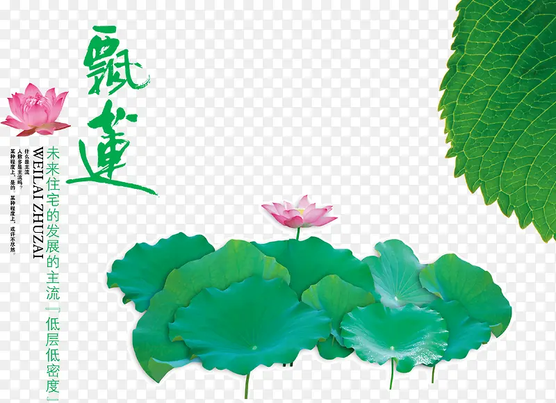 莲花