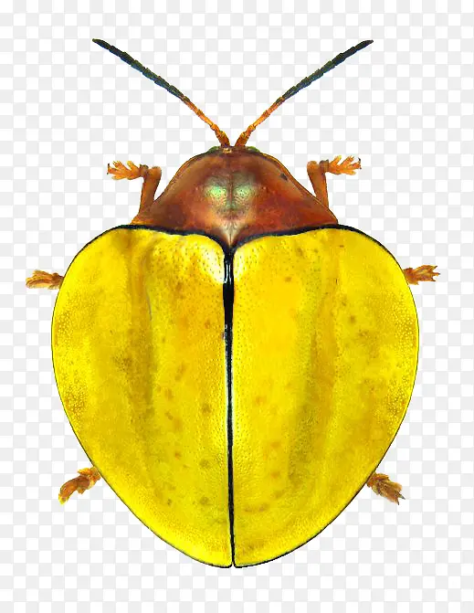 黄色铁甲虫