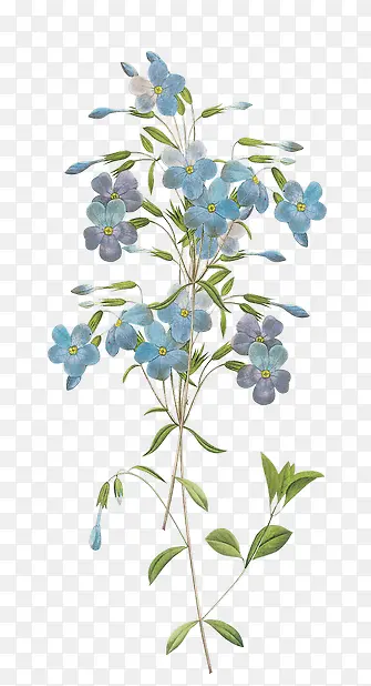 蓝色香水草花朵素材