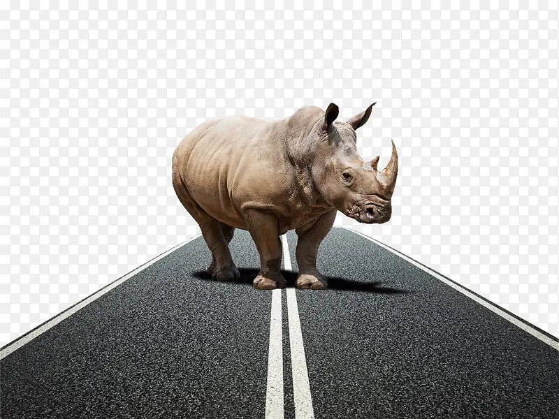 概念图站在公路上的犀牛免扣