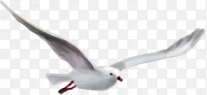高清摄影在海上飞翔的海鸥