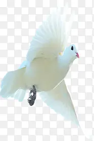 白色纯洁在海上飞翔的白鸽