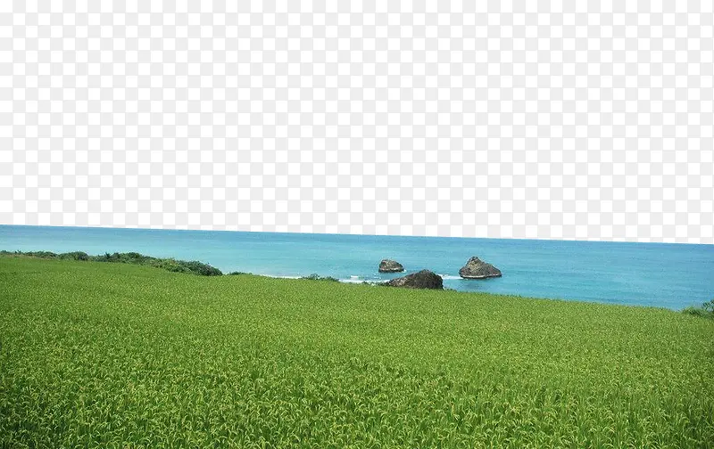 海边的绿色