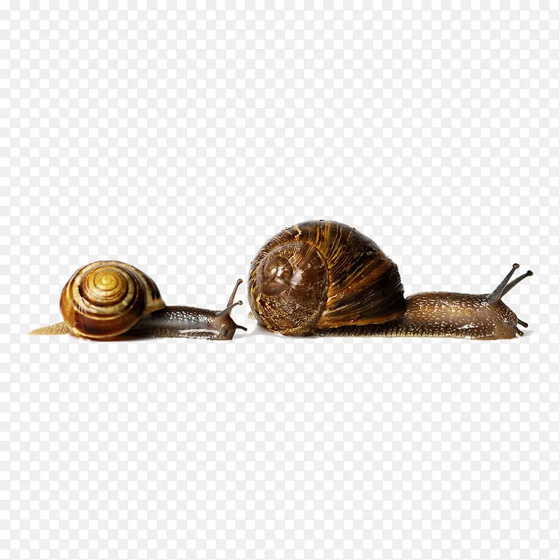 两只慢爬的蜗牛