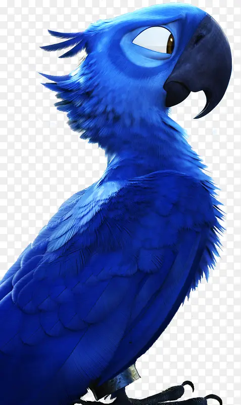 里约大冒险的男猪脚——蓝鸟