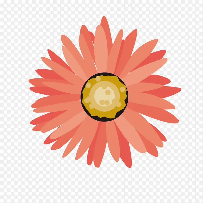红色花朵鲜艳菊花