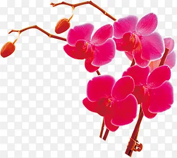手绘粉色可爱蝴蝶花植物
