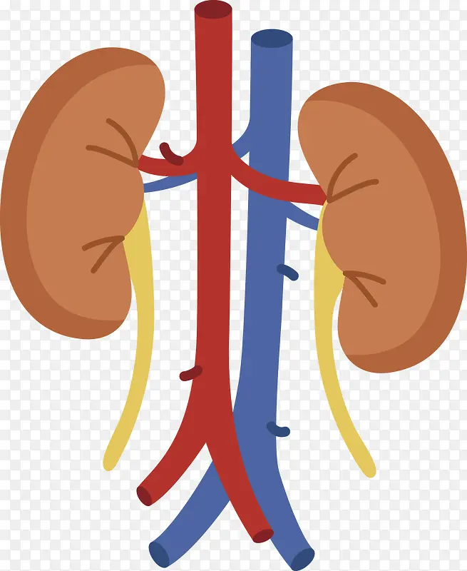 棕色的肾和血管矢量图