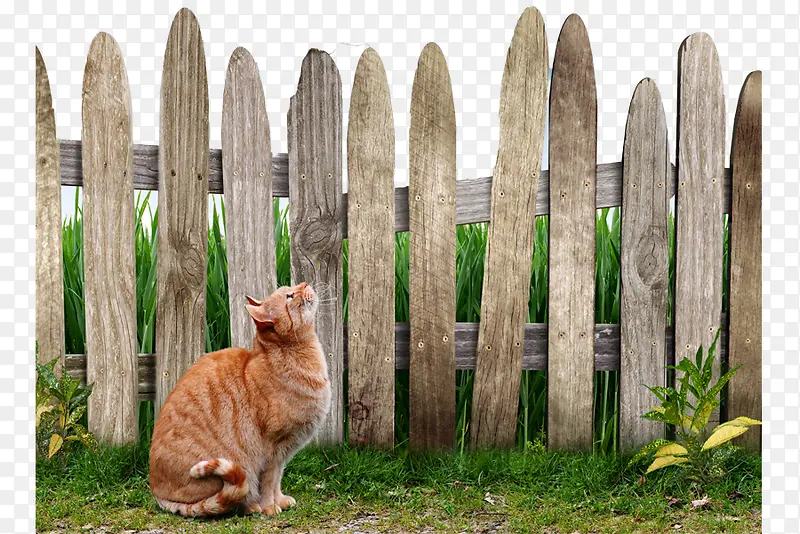 围栏旁边的猫