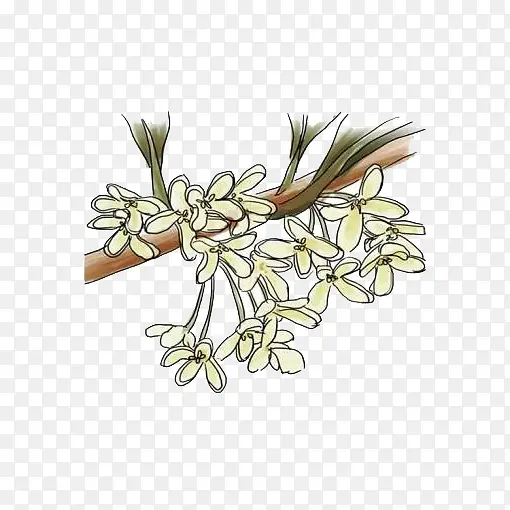 手绘桂花