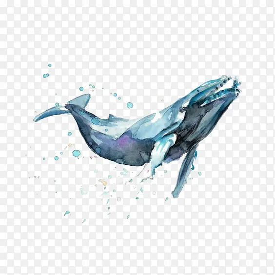 手绘一只蓝色水彩优雅的座头鲸插