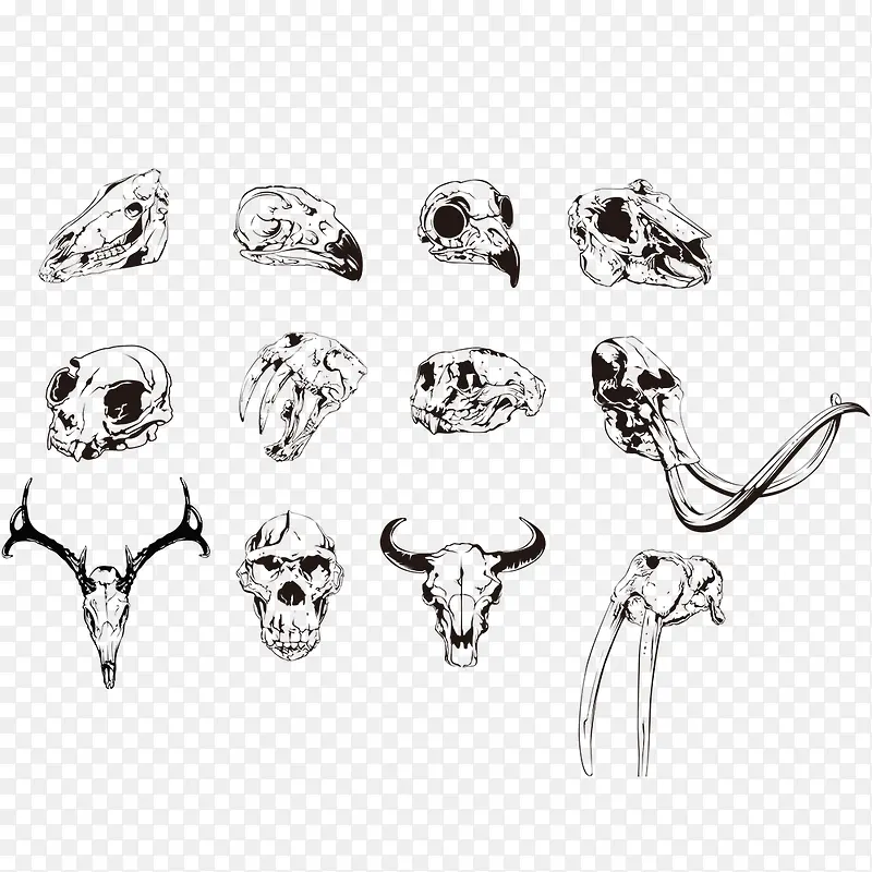 许多动物头骨