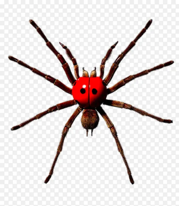 超大个红蜘蛛