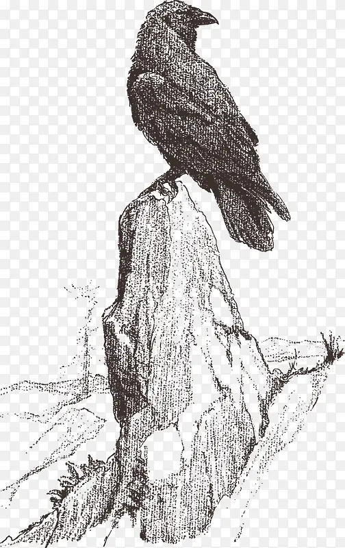 伫立在岩石上的乌鸦