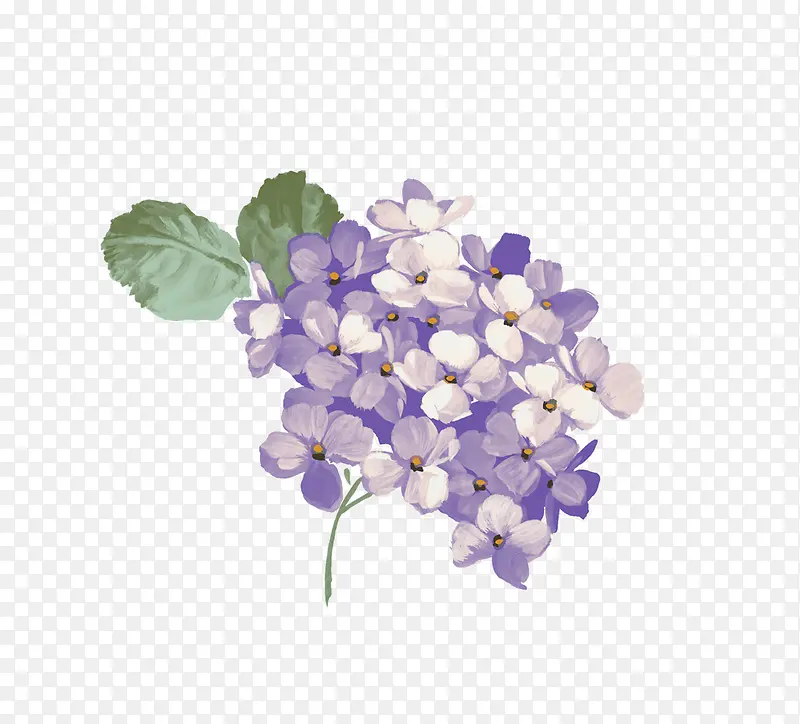紫色绣球花