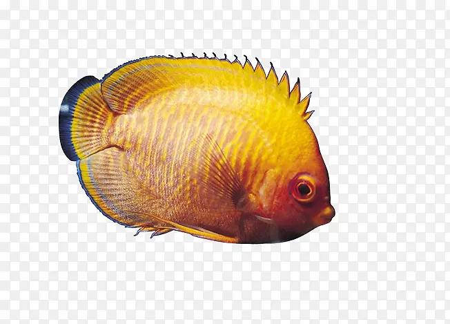 黄色的小鱼素材图片