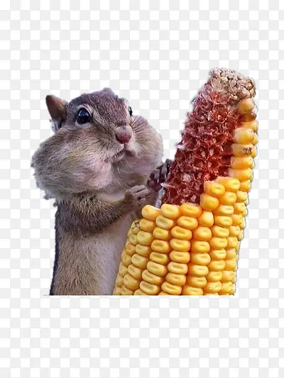松鼠吃玉米