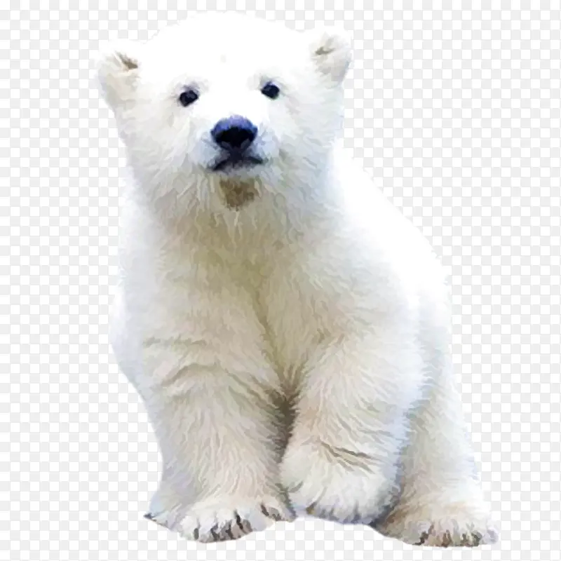 实物北极熊白熊可爱免抠