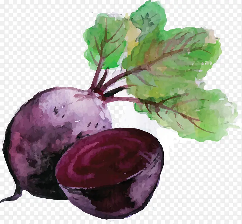 水彩紫色蔬菜萝卜