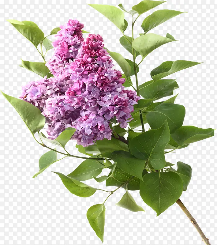 紫色花朵夜来香环境素材