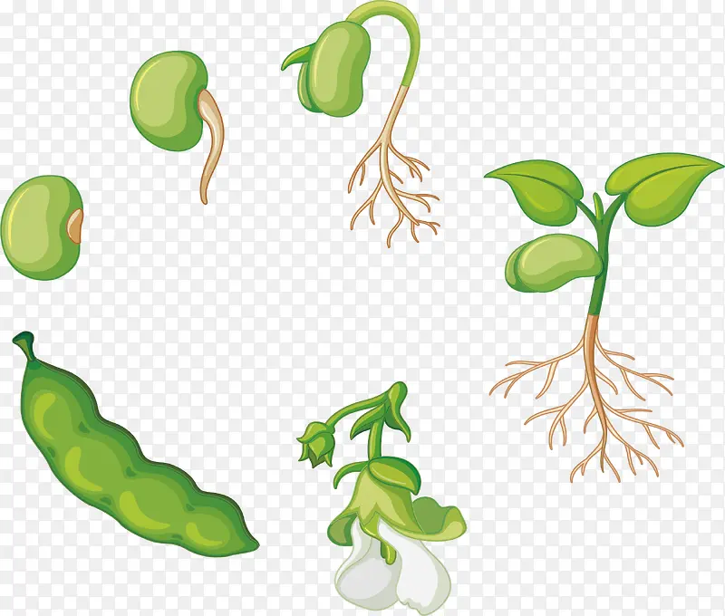 一颗豌豆的生长过程