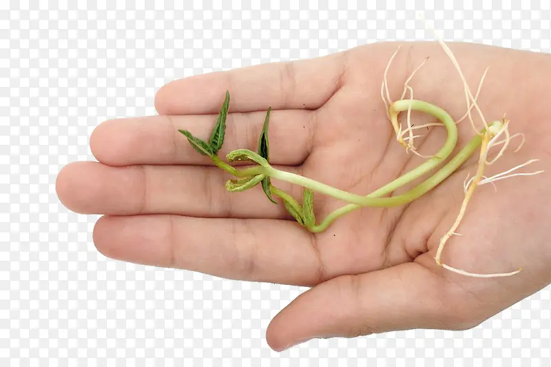 手里的豆芽菜