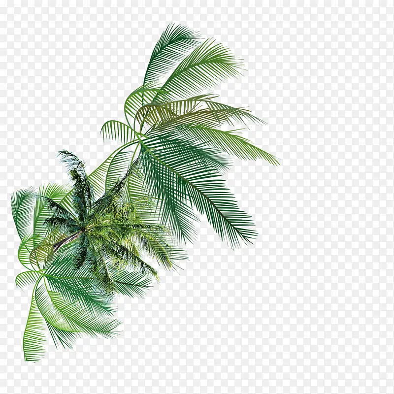椰树