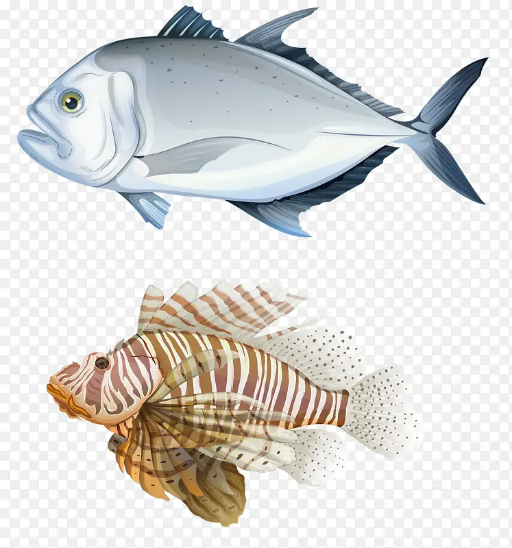 白鱼和飞鱼