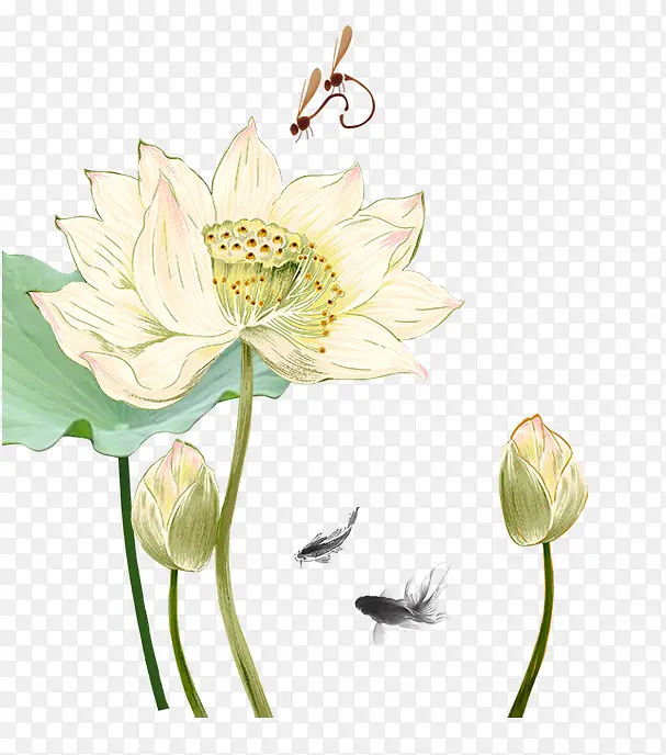花卉荷叶莲花