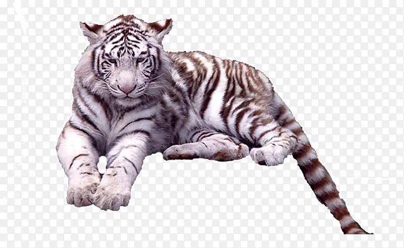 白色的老虎