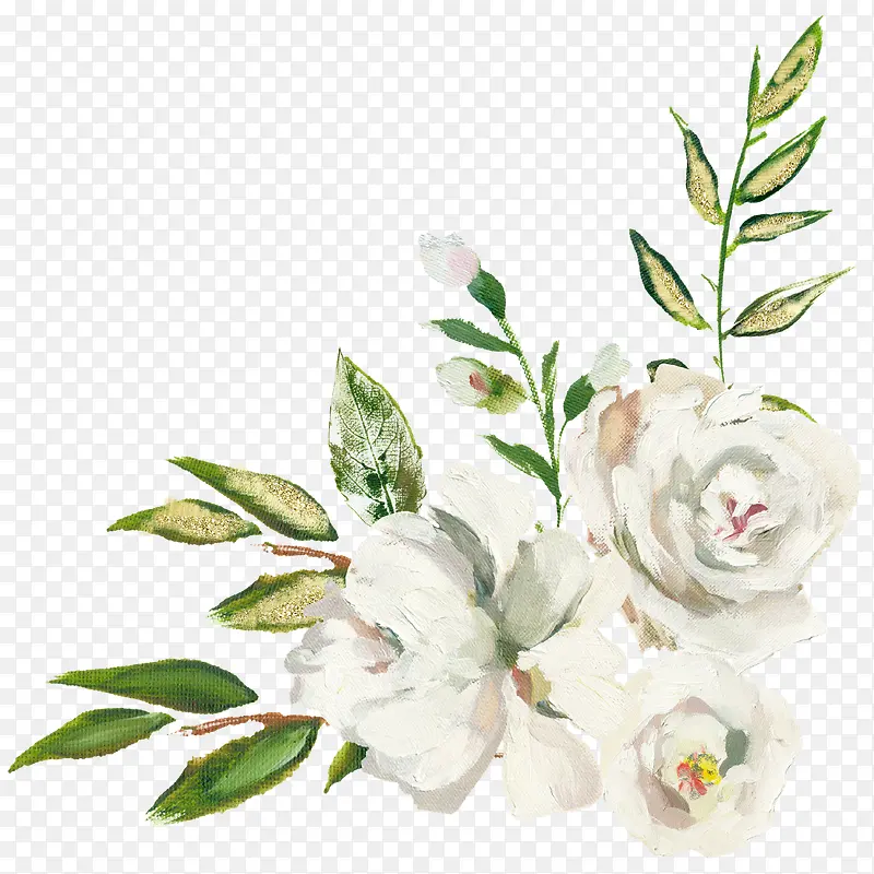 手绘植物花卉白色花朵