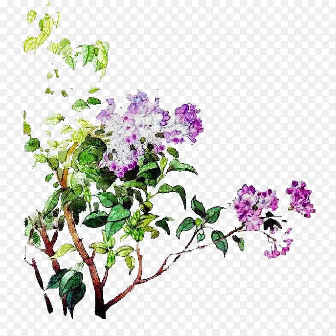 手绘水彩唯美中国风丁香花树插画