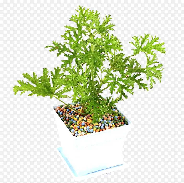 驱蚊草盆栽