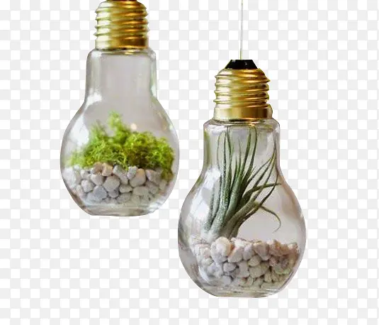 植物灯泡