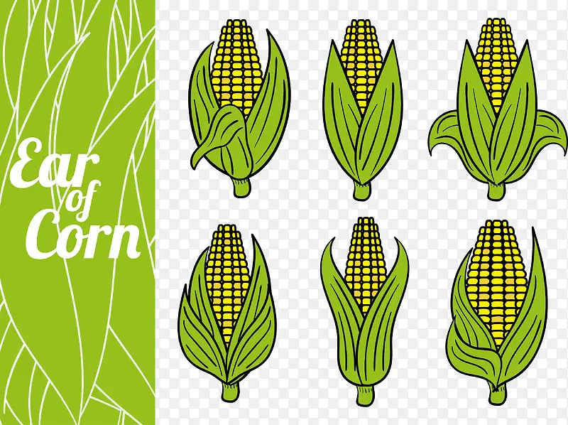 矢量图六个玉米