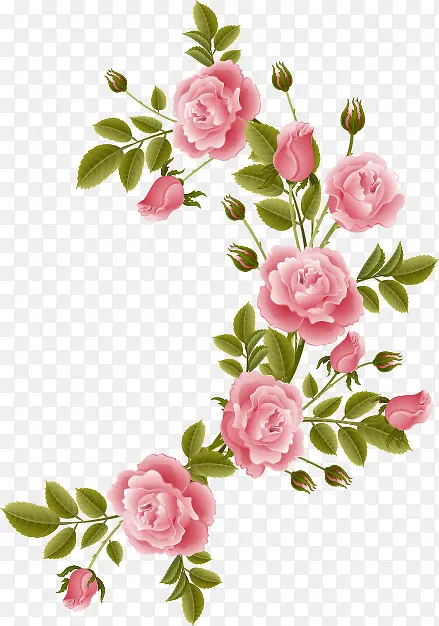 粉红玫瑰花