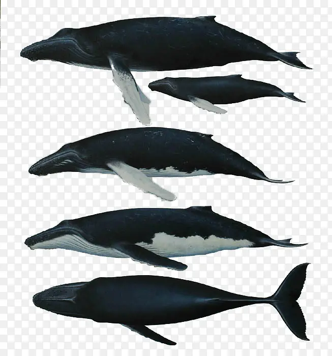 海底鲸鱼图集