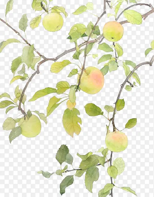 手绘苹果树