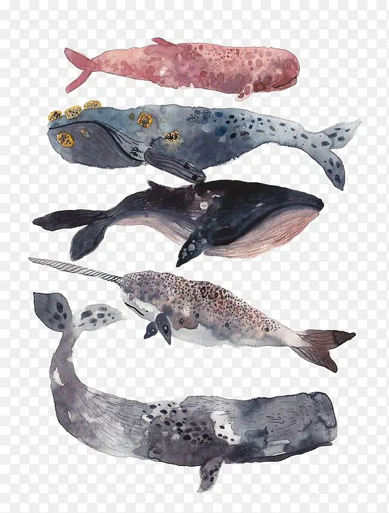 各种深海鲸鱼绘画