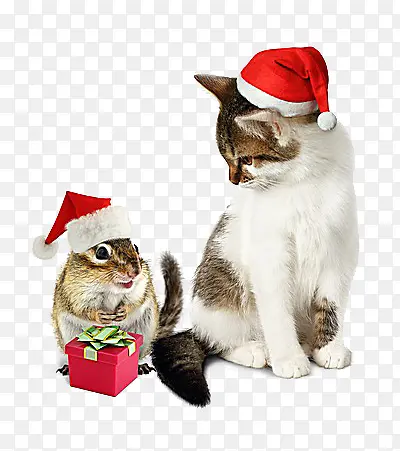带圣诞帽的猫咪