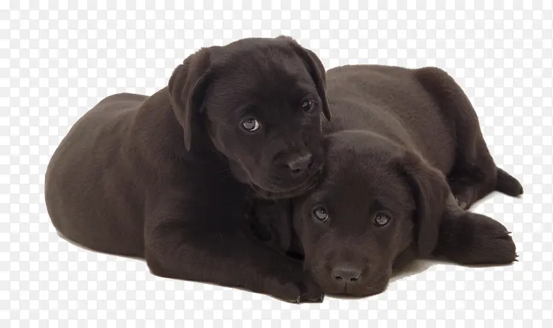 两只黑色拉布拉多犬