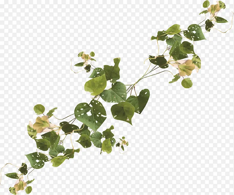 绿色植物PNG图片素材下载_图片编号qnowovry-免抠素材网
