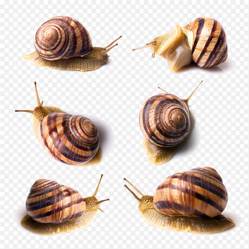 六款蜗牛