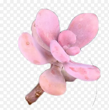 多肉植物