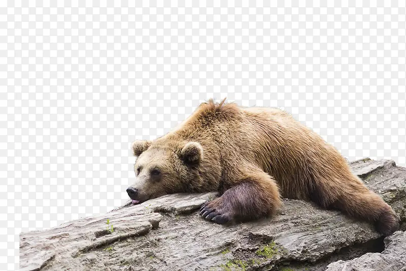 熊趴着的狗熊卧底的狗熊