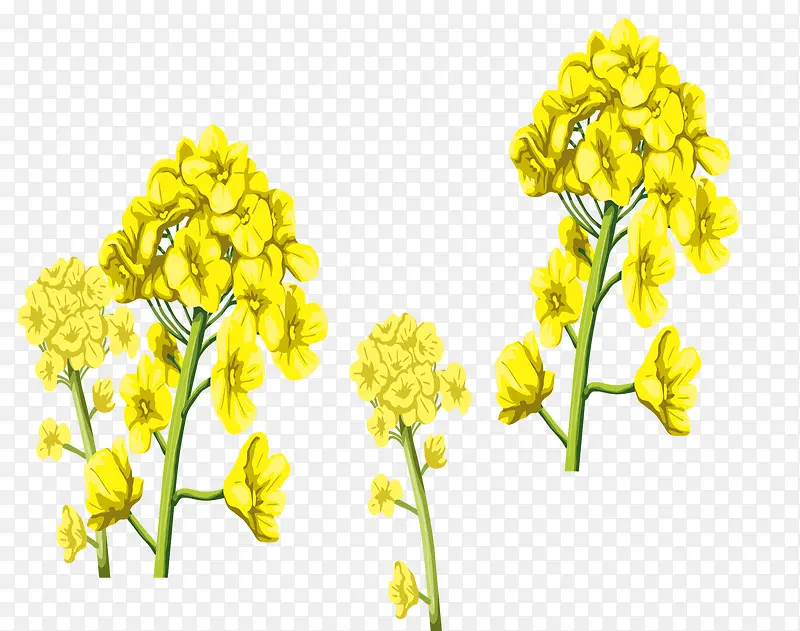 金黄色手绘春季油菜花