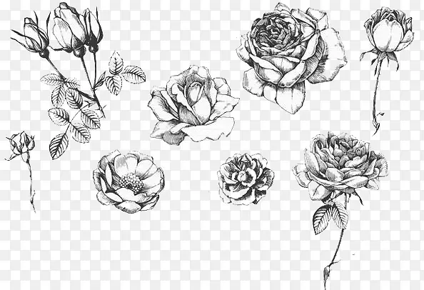 各种形态素描玫瑰